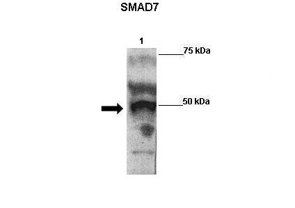 SMAD7 antibody - N-terminal region