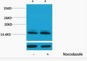 Histone H2B (Phospho Ser14) Polyclonal Antibody
