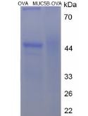 OVA Conjugated Mucin 5 Subtype B (MUC5B)