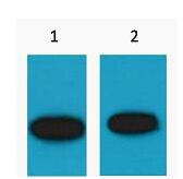 GFP-Tag Polyclonal Antibody