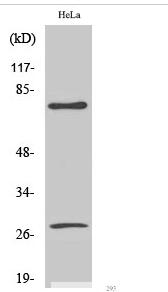 Cleaved-Lamin A (D230) Polyclonal Antibody
