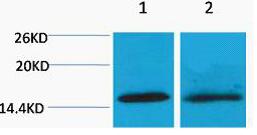 Histone H4 (Di Methyl Lys20) Polyclonal Antibody