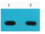 Avi-Tag Monoclonal Antibody