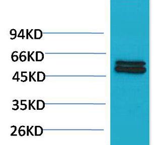Smad3 Polyclonal Antibody