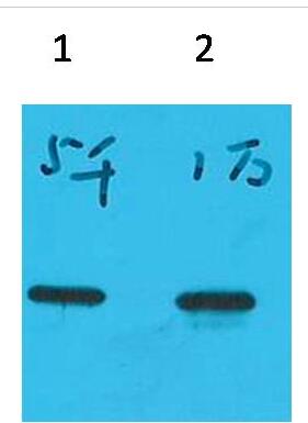 ECFP-Tag Monoclonal Antibody