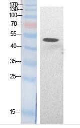 p53 (Acetyl Lys382) Polyclonal Antibody