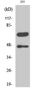 Cleaved-Caspase-8 (D384) Polyclonal Antibody