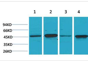 GSK3β Polyclonal Antibody
