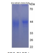 OVA Conjugated Endocrine Gland Derived Vascular Endothelial Growth Factor (EG-VE
