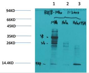 Acetyl Lysine Monoclonal Antibody