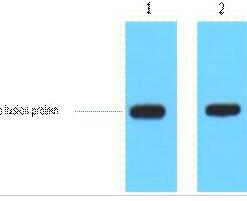 His-Tag Polyclonal Antibody