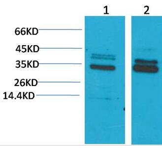 CLIC4 Polyclonal Antibody