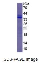 Eukaryotic Plasminogen (Plg)