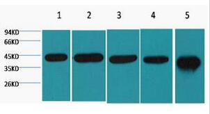β-actin Monoclonal Antibody
