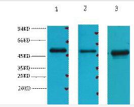 FH Monoclonal Antibody