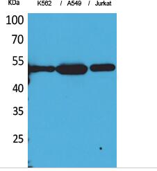 Tubulin α (Acetyl Lys352) Polyclonal Antibody
