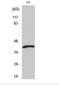 ICAD Polyclonal Antibody