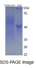 OVA Conjugated Urocortin 3 (UCN3)