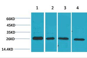 SLUG Polyclonal Antibody