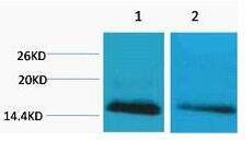Histone H2B (Mono Methyl Lys5) Polyclonal Antibody