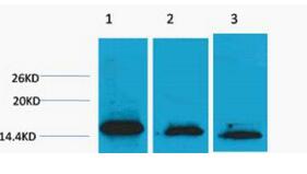 Histone H3 (Di Methyl Lys36) Polyclonal Antibody