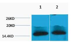 Histone H4 (Tri Methyl Lys79) Polyclonal Antibody