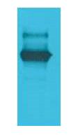 LexA DNA Binding Region Polyclonal Antibody