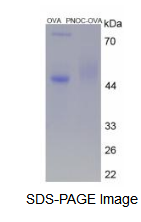 OVA Conjugated Pronociceptin (PNOC)