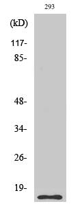 Cleaved-Caspase-5 p10 (S331) Polyclonal Antibody