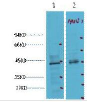 CDX2 Monoclonal Antibody