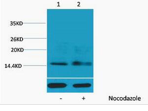 Histone H1 (Phospho Ser1) Polyclonal Antibody