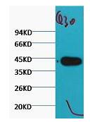 Plant actin Monoclonal Antibody