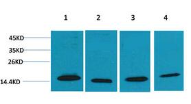 COX4 Polyclonal Antibody