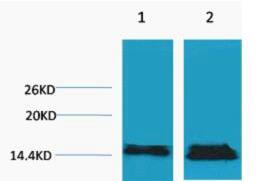 Histone H3 (Di Methyl Lys27) Polyclonal Antibody