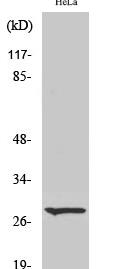 Cleaved-Integrin α6 LC (E942) Polyclonal Antibody