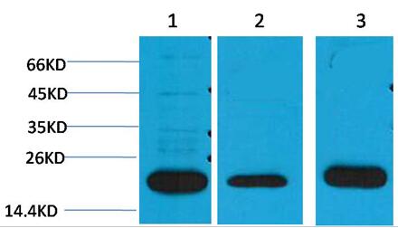 PRX I Polyclonal Antibody