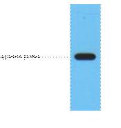 Flag-Tag Monoclonal Antibody