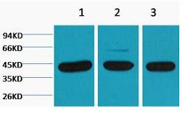 β-actin Monoclonal Antibody