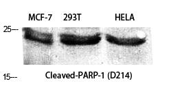 Cleaved-PARP-1 (D214) Polyclonal Antibody