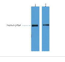 His-Tag Monoclonal Antibody