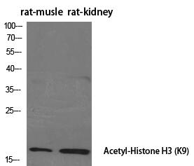 Histone H3 (Acetyl Lys9) Polyclonal Antibody