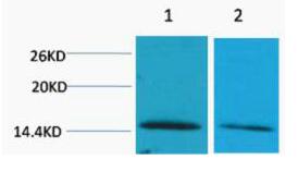 Histone H2B (Di Methyl Lys43) Polyclonal Antibody