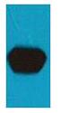 mStrawberry Polyclonal Antibody