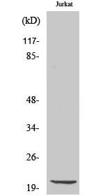 Cleaved-Caspase-7 p20 (D198) Polyclonal Antibody