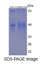 OVA Conjugated Cholecystokinin A Receptor (CCKAR)