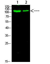 PARP-1 (Acetyl-K521) Polyclonal Antibody