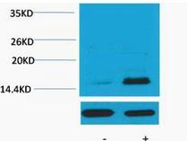 Histone H3 (Phospho Thr32) Polyclonal Antibody