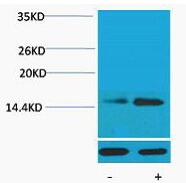 Histone H2B (Phospho Ser32) Polyclonal Antibody