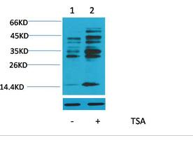 Histone H4 Polyclonal Antibody