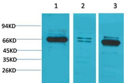 Bestrophin-1 Polyclonal Antibody